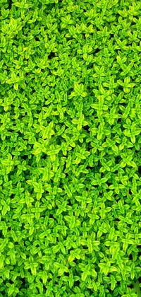 Plant Grass Green Live Wallpaper
