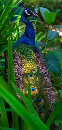 This phone live wallpaper features a striking image of a peacock standing on a lush green field