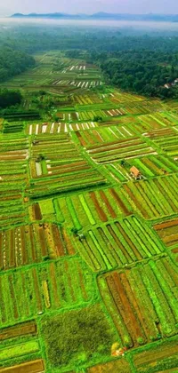 This live phone wallpaper showcases an aerial view of a scenic crop field set against an idyllic countryside and rural neighborhood