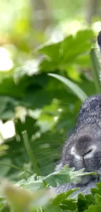 This phone live wallpaper features a charming image of a cute and fluffy rabbit resting in a lush garden setting with a grey background