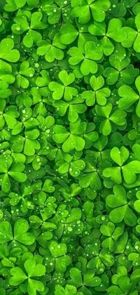 This stunning live wallpaper features a digital art image of lush green clovers with water droplets on them