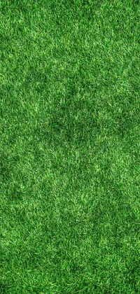 Plant Grass Green Live Wallpaper