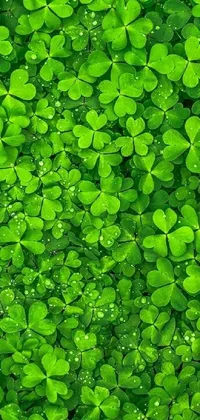 Plant Grass Green Live Wallpaper