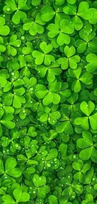 This stunning live wallpaper depicts a lush green field filled with vibrant clovers glimmering with water droplets
