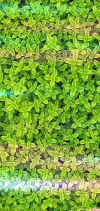 Plant Grass Groundcover Live Wallpaper