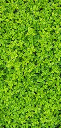 Plant Grass Groundcover Live Wallpaper