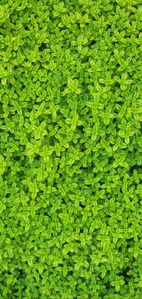 Looking for a serene and captivating phone live wallpaper? Look no further than this beautiful close-up of a bunch of green plants