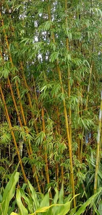 This lovely phone live wallpaper features a stunning bamboo tree standing tall in a lush garden