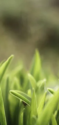 Plant Grass Landscape Live Wallpaper