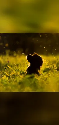 This mesmerizing live wallpaper showcases a brown teddy bear resting on a lush green meadow