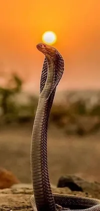 This phone live wallpaper features a gorgeously detailed cobra set against a stunning sunset background