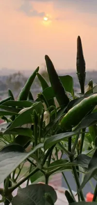 This stunning live wallpaper captures a serene sunset over a lush plant