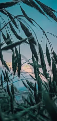 This phone live wallpaper features tall grass swaying in the wind against a stunning sunset backdrop, creating a serene and tranquil natural scene to soothe your senses