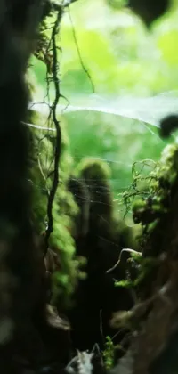 This engaging live wallpaper for mobile devices boasts net art style, offering a modern twist to a stunning macro photograph of moss growing on a tree hole