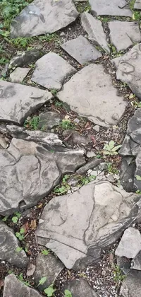 This phone live wallpaper features a stone path in a forest, surrounded by lush trees and foliage