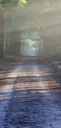 This stunning live wallpaper depicts a dirt road winding through a thick forest, captured in a beautiful mid-morning lighting