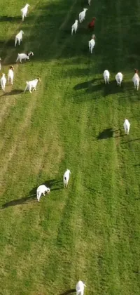 This phone live wallpaper depicts a serene green meadow, complete with a herd of adorable goats leisurely walking around