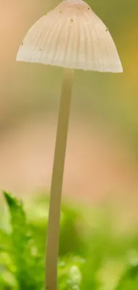 This phone live wallpaper showcases a delightful Mycena Acicula mushroom atop a lush green field, captured in a stunning macro photograph by a renowned photographer