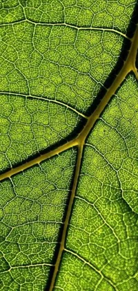 This phone live wallpaper features a detailed macro photograph of a green leaf, showcasing natural beauty and intricate patterns