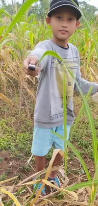 This phone live wallpaper features a picturesque scene of a young boy standing in a sprawling cornfield