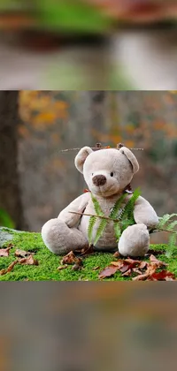 This live phone wallpaper features a charming teddy bear sitting in a peaceful grassy meadow with a forest background