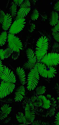 This live wallpaper features an up-close view of many green leaves in high contrast