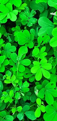 This live wallpaper features a teddy bear sitting on a pile of green leaves against a verdant green wall full of lucky clovers, moringa oleifera leaves, neon green vines, and flowers