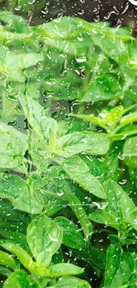 This phone live wallpaper features a close-up of a lush and vibrant green plant, specifically fresh basil