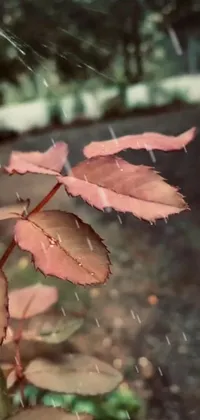 This live phone wallpaper showcases a beautiful plant with leaves in the rain, changing with the seasons taking on vibrant rose tones