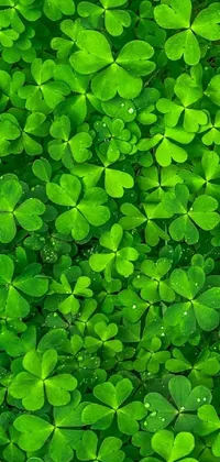 This phone live wallpaper features a green leafy wall backdrop paired with lucky clovers for a relaxing and positive feel