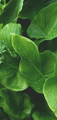 This live wallpaper showcases a highly detailed plant with water droplets on its green leaves, available on Pexels