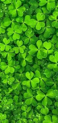 This live phone wallpaper features a simple yet stunning design of green clovers covered in water droplets on a background with an emerald tablet color scheme