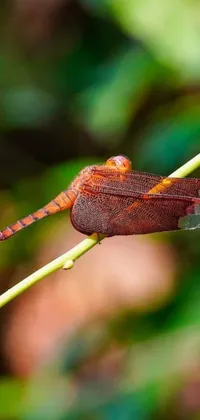 This phone live wallpaper showcases a vibrant image of a dragonfly perched on a twig in a background featuring cinnamon skin colors
