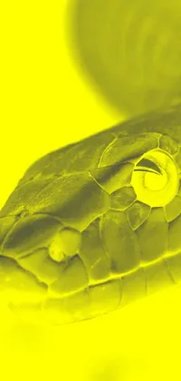 This live wallpaper showcases a close-up image of a cobra snake against a yellow background