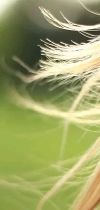 This live phone wallpaper showcases a beautiful woman with blonde hair blowing in the wind