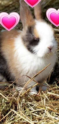 This phone wallpaper features an adorable small rabbit sitting on a pile of hay