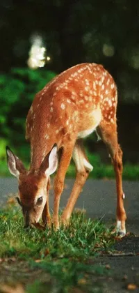 This stunning live wallpaper features a photorealistic image of a fawn eating grass on the side of a road