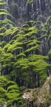 Indulge yourself in nature's grandeur with this stunning live wallpaper