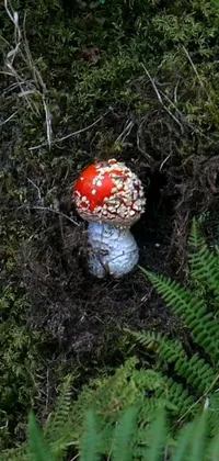 This live phone wallpaper captures the beauty of nature with a vibrant red and white mushroom sitting atop a lush green forest