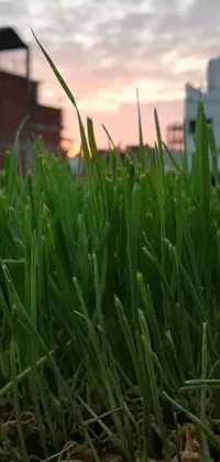 Plant Grass Outdoor Live Wallpaper