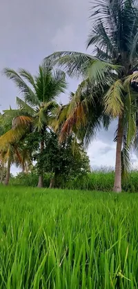 This phone live wallpaper showcases a peaceful and serene landscape of a green tropical field filled with a tall palm tree