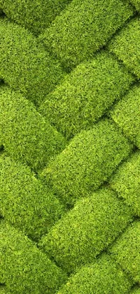 Plant Grass Pattern Live Wallpaper