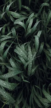 This phone live wallpaper features a lush bush of grass adorned with water droplets and is presented in a high angle close-up shot