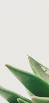 The phone live wallpaper displays a close-up of a potted plant with thin spikes, set against a white, minimalistic background