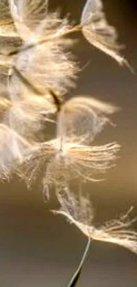 Bring the beauty of nature to your phone with this mesmerizing Dandelion Live Wallpaper