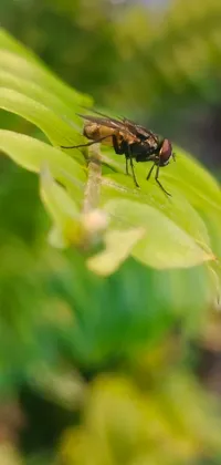 Looking for a stunning phone live wallpaper featuring a close-up photograph of a fly on a leaf? Look no further than this realistic photo taken in 2020 by a talented female photographer