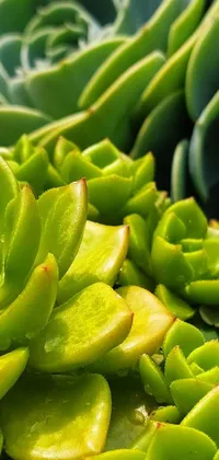 This live wallpaper features a detailed macro photograph of succulents by a professional photographer