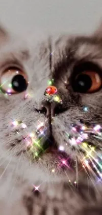 This live wallpaper features a beautiful close-up of a cat with vibrant lights on its face and sparkly gems over it