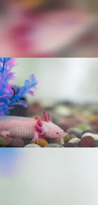 This phone live wallpaper showcases an animated aquarium filled with dazzling tropical fish