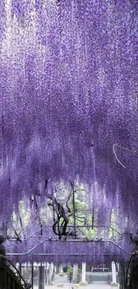 This phone live wallpaper showcases a breathtaking walkway adorned with stunning purple flowers and beautiful hanging vines, emphasizing the natural beauty of the design